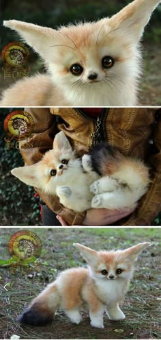 three pictures of small kittens being held by someone's hands and holding them in their arms