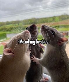 two rattans looking at each other and the caption reads me nd my besties