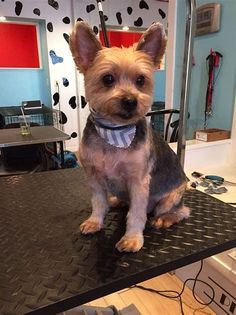 a small dog sitting on top of a table in a hairdressers shop