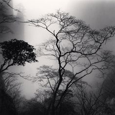 black and white photograph of trees in the fog