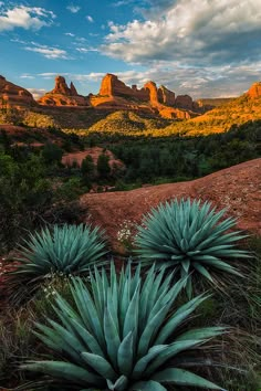 some very pretty plants in the grass by some big rocks and mountains with clouds above them