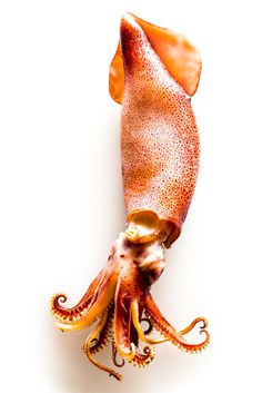 an octopus is laying on its back with it's tail curled up and eyes closed