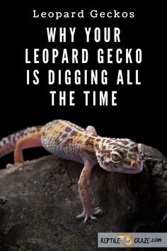 a gecko sitting on top of a rock with the caption why your leopard gecko is digging all the time