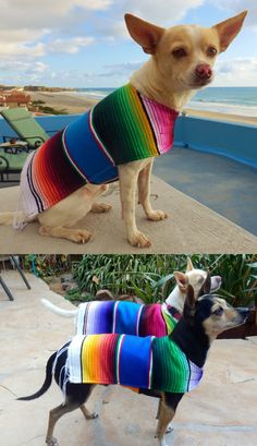 two dogs wearing sweaters standing next to each other on a patio near the ocean