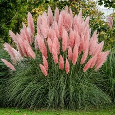 some pink flowers are growing in the grass