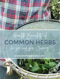 a man holding a basket full of herbs with the words health benefits of common herbs for you and your customers