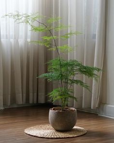 a potted plant sitting on top of a hard wood floor next to a window