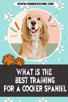 What Is The Best Training For A Cocker Spaniel Positive Reinforcement, The Garden