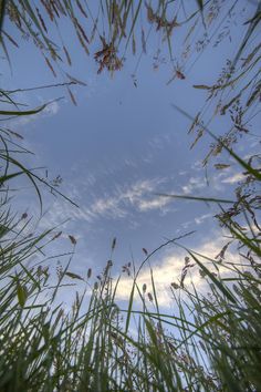 looking up at the sky through tall grass