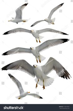 six seagulls flying in the sky with their wings spread out and one is white