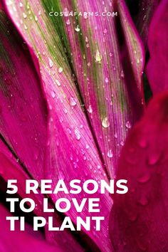 pink flowers with rain drops on them and the words 5 reasons to love it plant