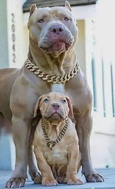 two large dogs standing next to each other on the ground with chains around their necks