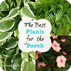 the best plants for the porch with text overlay that reads, the best plants for the porch