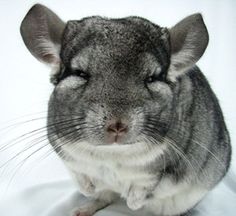 a gray and white hamster sitting on top of a white sheet looking at the camera