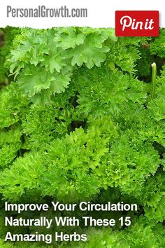 Improve Your Circulation Naturally With These 15 Amazing Herbs Circulation Remedies, Blood Circulation Remedies, Medicinal Wild Plants, Body Wellness, Apple Cider Benefits, Natural Antibiotics, Natural Treatments