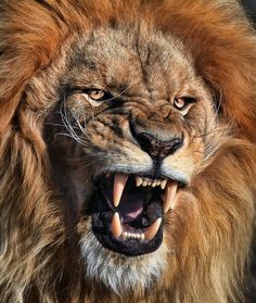 an angry lion with its mouth open and teeth wide open, showing it's teeth