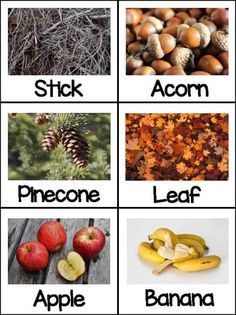 an image of fruits and vegetables that are labeled in the words stick, acorn, pinecone, leaf, leaf, apple, banana