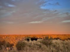 two cows standing in the middle of an open field with tall grass and scrub brush