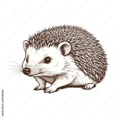 an ink drawing of a hedgehog sitting on its hind legs and looking at the camera