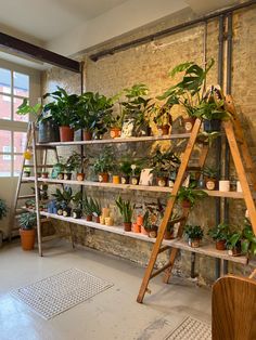 a room filled with lots of potted plants on top of shelves next to a window