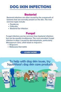 Stop any dog skin infections early on when you know what to look for. In this Squishface blog post you'll discover the difference between bacterial dog infections and fungal dog infections, 5 types of dog skin infections, symptoms to watch for and dog care products that soothe and heal. Head to Squishface now to learn about bacterial dog infections and fungal dog infections and what to do about them to keep your dog's health great. | pet advice