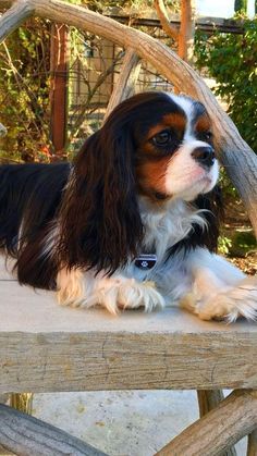 a brown and white dog laying on top of a wooden bench