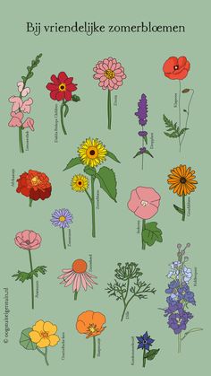 an illustrated poster with different types of flowers