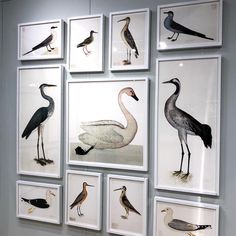 several framed pictures of birds are hanging on the wall