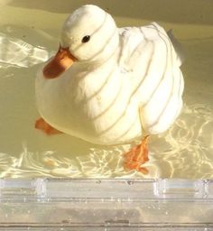 a duck that is floating in some water