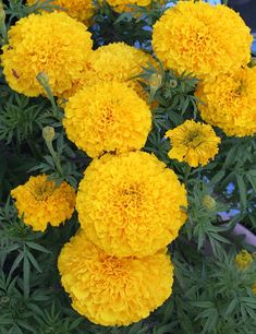 yellow flowers with green leaves in the foreground