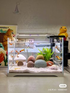 a fish tank filled with rocks and plants on top of a counter next to a poster