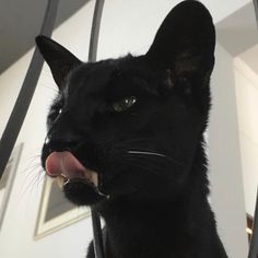 a black cat with its tongue hanging out