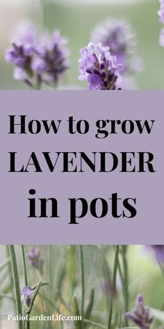 lavender flowers with the words how to grow lavender in pots