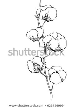 the flower is drawn by hand on a white background, it looks like an ink drawing