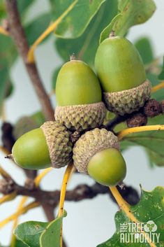 some green fruits are growing on a tree