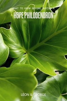 Everything you need to know before you buy a Hope Philodendron or Little Hope. Hope Philodendron, Philodendron Hope, Philodendron Selloum, Natural Plant Food, Plant Care Tips, Plant Mama, Soil Layers