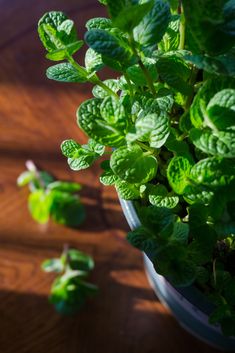 small green plants are growing in a pot on the wooden table next to each other