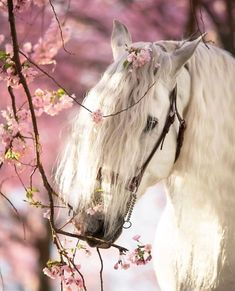 a white horse standing next to a tree with pink flowers on it's head