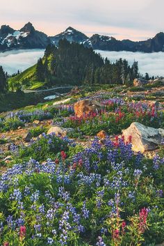 wildflowers in the foreground with mountains in the background and clouds in the sky