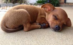 a brown dog is sleeping on the ground