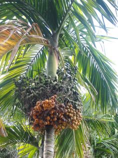 a palm tree filled with lots of fruit hanging from it's branches and leaves