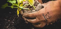 a gloved hand holding a plant with dirt on it