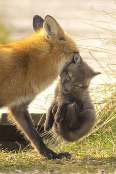 two foxes playing with each other in the grass