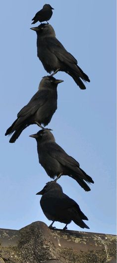 four black crows sitting on top of a roof