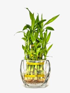 a glass vase filled with lots of green plants