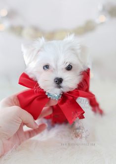 a small white dog with a red bow on it's collar is being held by someone