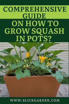 a potted plant with yellow flowers in it and the words compenensive guide on how to grow squash in pots?