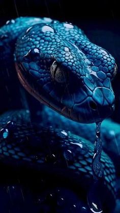 a blue snake with its tongue out in the rain