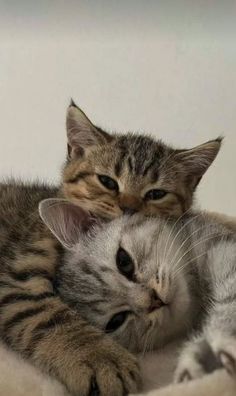 two kittens cuddle together in a cat bed