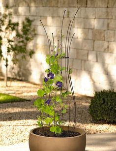 a potted plant with purple flowers in it sitting on the ground next to a brick wall